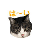 猫の写真で大阪弁と標準語両方の日常会話（個別スタンプ：37）