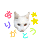 猫の写真で大阪弁と標準語両方の日常会話（個別スタンプ：38）