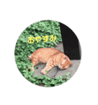 猫の写真で大阪弁と標準語両方の日常会話（個別スタンプ：39）