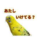 ピーちゃんのワクワクシリーズ（個別スタンプ：5）