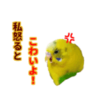 ピーちゃんのワクワクシリーズ（個別スタンプ：6）
