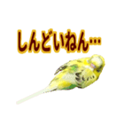 ピーちゃんのワクワクシリーズ（個別スタンプ：7）