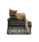 あおいちゃんFamily（個別スタンプ：3）
