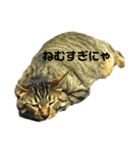 キジネコスタンプ（個別スタンプ：1）