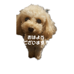 [LINEスタンプ] トイプードル、リモスタンプ