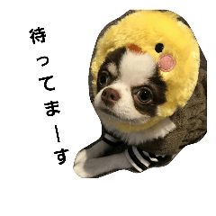 [LINEスタンプ] チワワのだんご