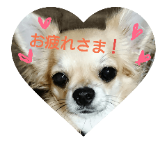 [LINEスタンプ] チワワのラズくん2