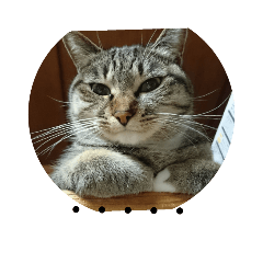 [LINEスタンプ] 猫屋敷 わさりりあん～～①