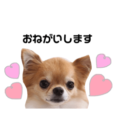 [LINEスタンプ] チワワのチップ