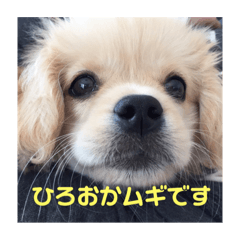 [LINEスタンプ] ひろおかムギ