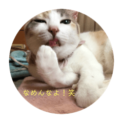 [LINEスタンプ] ねこたちの。