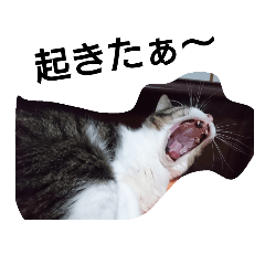 [LINEスタンプ] 猫屋敷 わさりりあん りりぃスペシャル