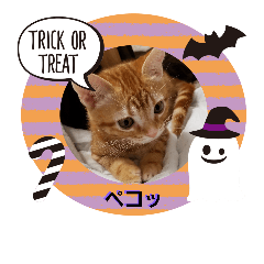 [LINEスタンプ] 子猫のリタ君のスタンプ2