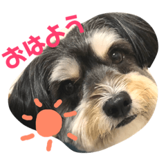 [LINEスタンプ] ぽにょちゃんの日常