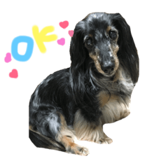 [LINEスタンプ] 愛犬ダックス写真スタンプ❤︎