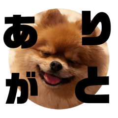 [LINEスタンプ] デカポメぽん太③の画像（メイン）