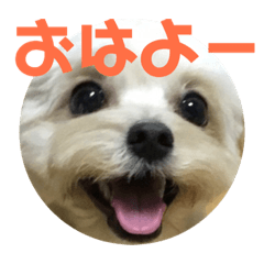 [LINEスタンプ] リッツちゃんスタンプ①