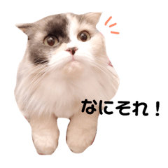 [LINEスタンプ] 仲良し3匹の猫スタンプ