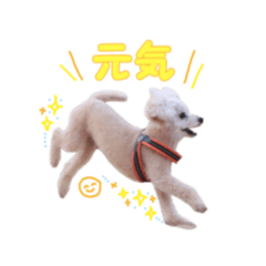 [LINEスタンプ] トイプードル朝陽（日常編）