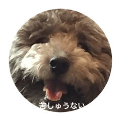 [LINEスタンプ] トイプ まーさん
