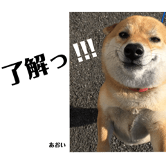[LINEスタンプ] にゃんズ時々シバの日常(vol.3)