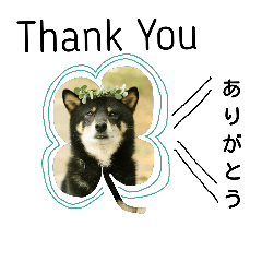 [LINEスタンプ] 黒柴J vol.1