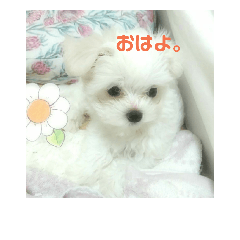 [LINEスタンプ] マルチーズろここちゃんのスタンプ