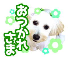 [LINEスタンプ] 愛犬 ココ