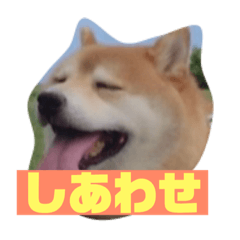 [LINEスタンプ] 柴犬のおきゃん。