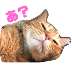 [LINEスタンプ] レラのぬこ