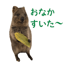 [LINEスタンプ] あなたの毎日を幸せにする クオッカ