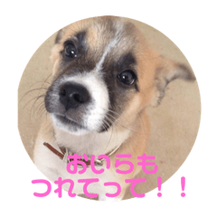 [LINEスタンプ] 困り眉犬ルル