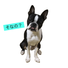 [LINEスタンプ] ボストンテリアのおいも