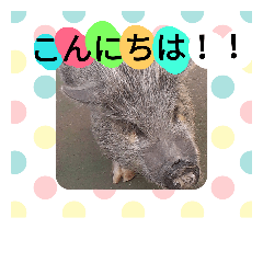 [LINEスタンプ] 黒猫ジジのお友達