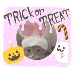 [LINEスタンプ] ハロニャンNight★〜仮装もあるよ！〜