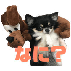 [LINEスタンプ] チワワのオレオ1