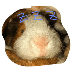 [LINEスタンプ] モルモットのもこ