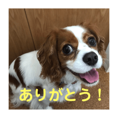 [LINEスタンプ] キャバリアのリンダとレオン 1