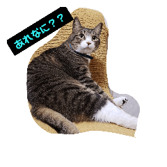 [LINEスタンプ] タグニャンず～ここ