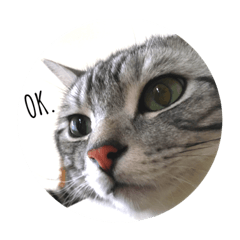 [LINEスタンプ] 愛猫LOVE