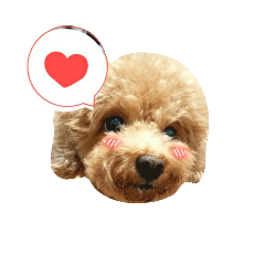 [LINEスタンプ] トイプードル♪パート2