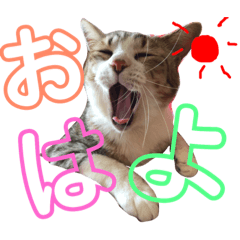[LINEスタンプ] ココと仲間たち