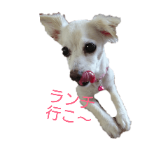[LINEスタンプ] ミックス犬花奈①