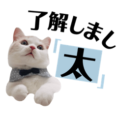 [LINEスタンプ] もこ太の一言スタンプ