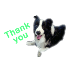 [LINEスタンプ] 炭屋家の犬達の画像（メイン）