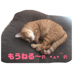 [LINEスタンプ] 猫のちゃちゃの日常