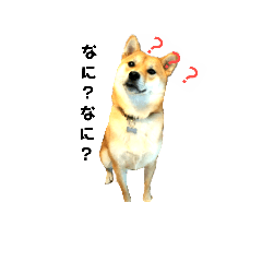 [LINEスタンプ] 柴犬  りん