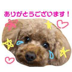 [LINEスタンプ] トイプーの可愛い毎日 part 2