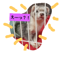 [LINEスタンプ] フェレットのモモとリク