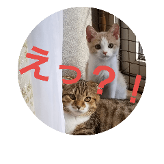 [LINEスタンプ] ひこ＆くー 3